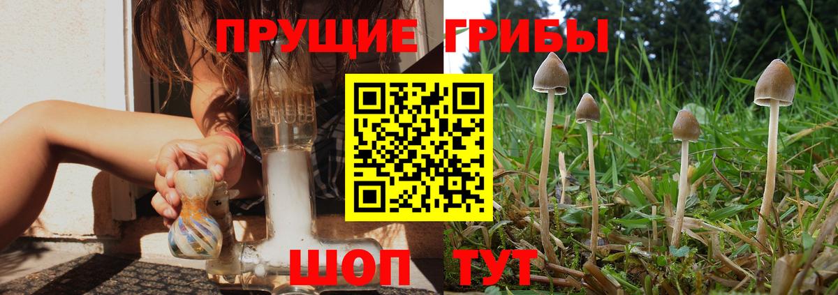 Псилоцибиновые грибы GOLDEN TEACHER Удомля