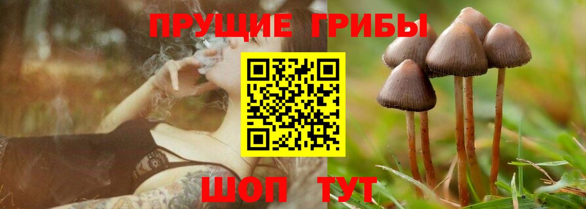 Удомля  Галлюциногенные грибы Psilocybe  Вход с VPN 